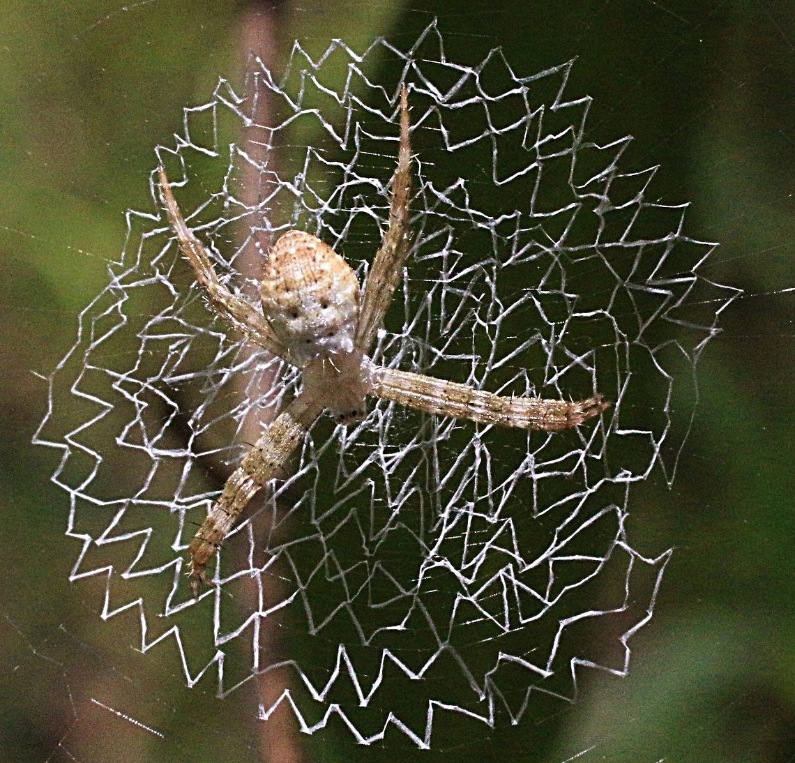 Young female St.Andrew’s Cross spider - Argiope keyserlingi  Argiope keyserlingi,Australia,Eamw spiders,Geotagged,Spring,St Andrews Cross Spider