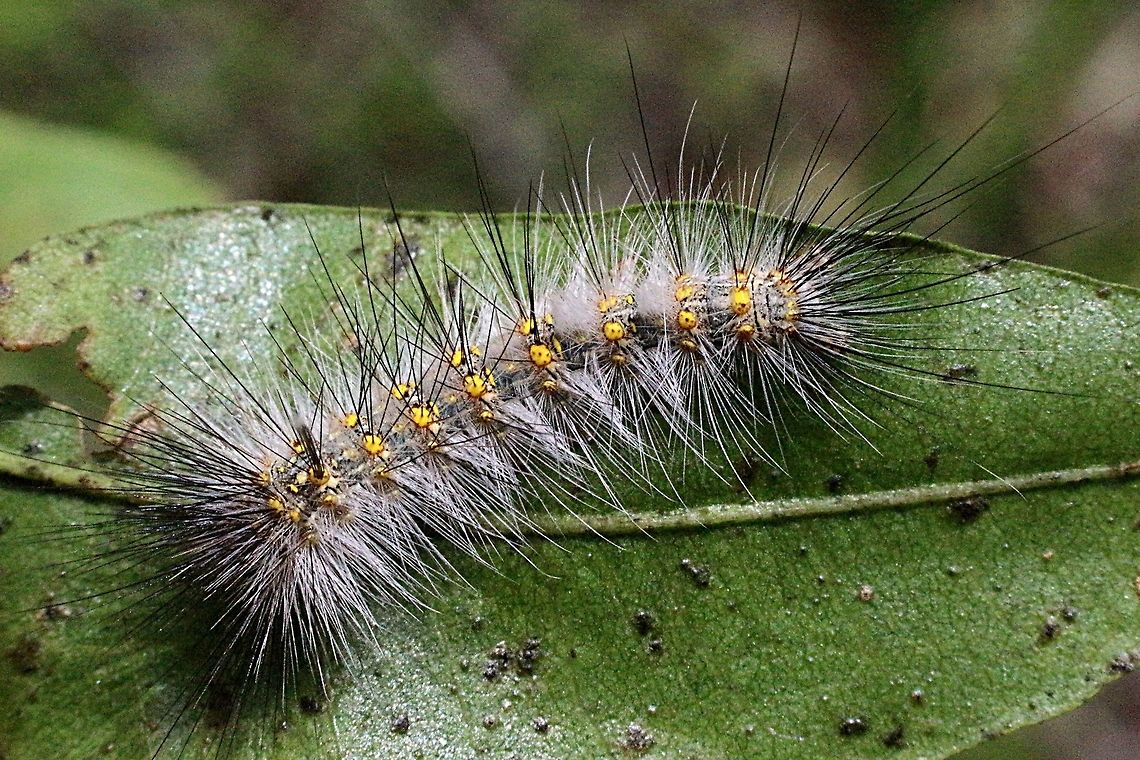 Variable anthelid moth caterpillar - Anthelia Varia  Anthela varia,Anthelia ew,Australia,Eamw caterpillars,Eamw moth,Geotagged,Spring,Variable anthelid