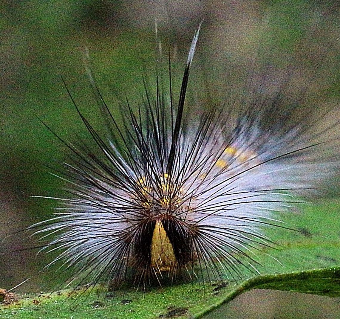 Closeup of variable anthelid moth caterpillar - Anthela varia.  Anthela ew,Anthela varia,Australia,Eamw caterpillars,Eamw moth,Geotagged,Karana Downs Qld