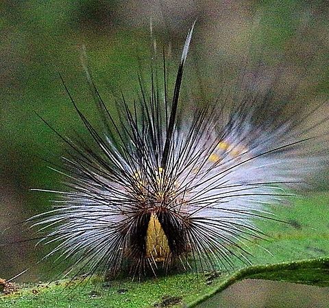 Closeup of variable anthelid moth caterpillar - Anthela varia.  Anthela ew,Anthela varia,Australia,Eamw caterpillars,Eamw moth,Geotagged,Karana Downs Qld