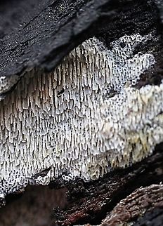 Toothed crust fungus growing in a burned out hollow tree three month after a bushfire. Growing on really burned charcoal. Australia,Fall,Geotagged