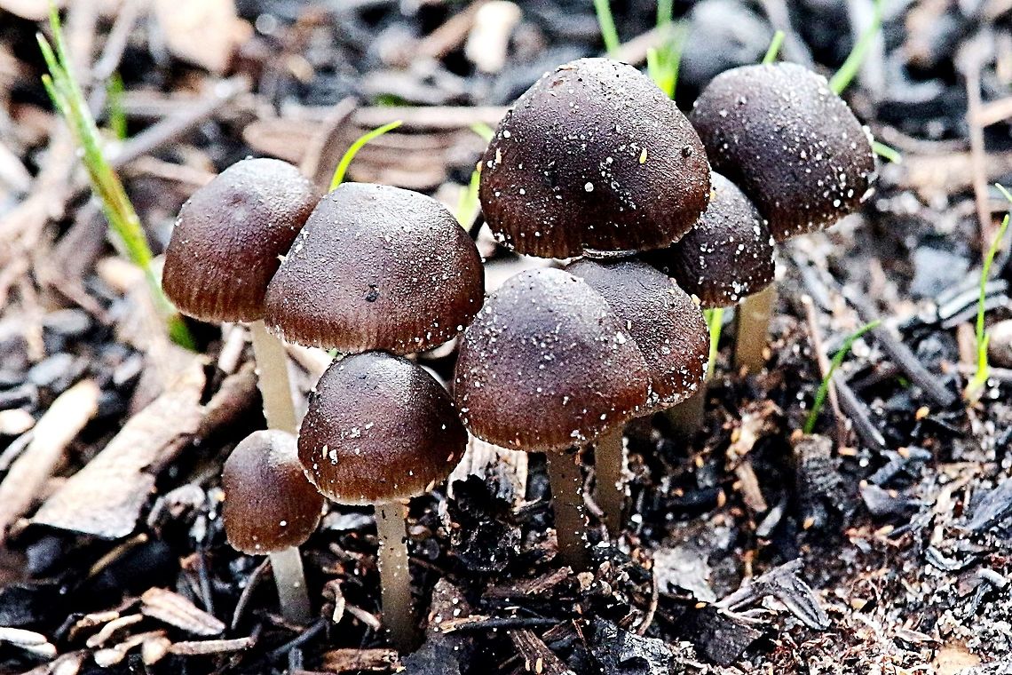 Genus - Coprinellus  Australia,Fall,Geotagged