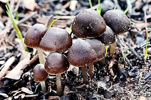 Genus - Coprinellus  Australia,Fall,Geotagged