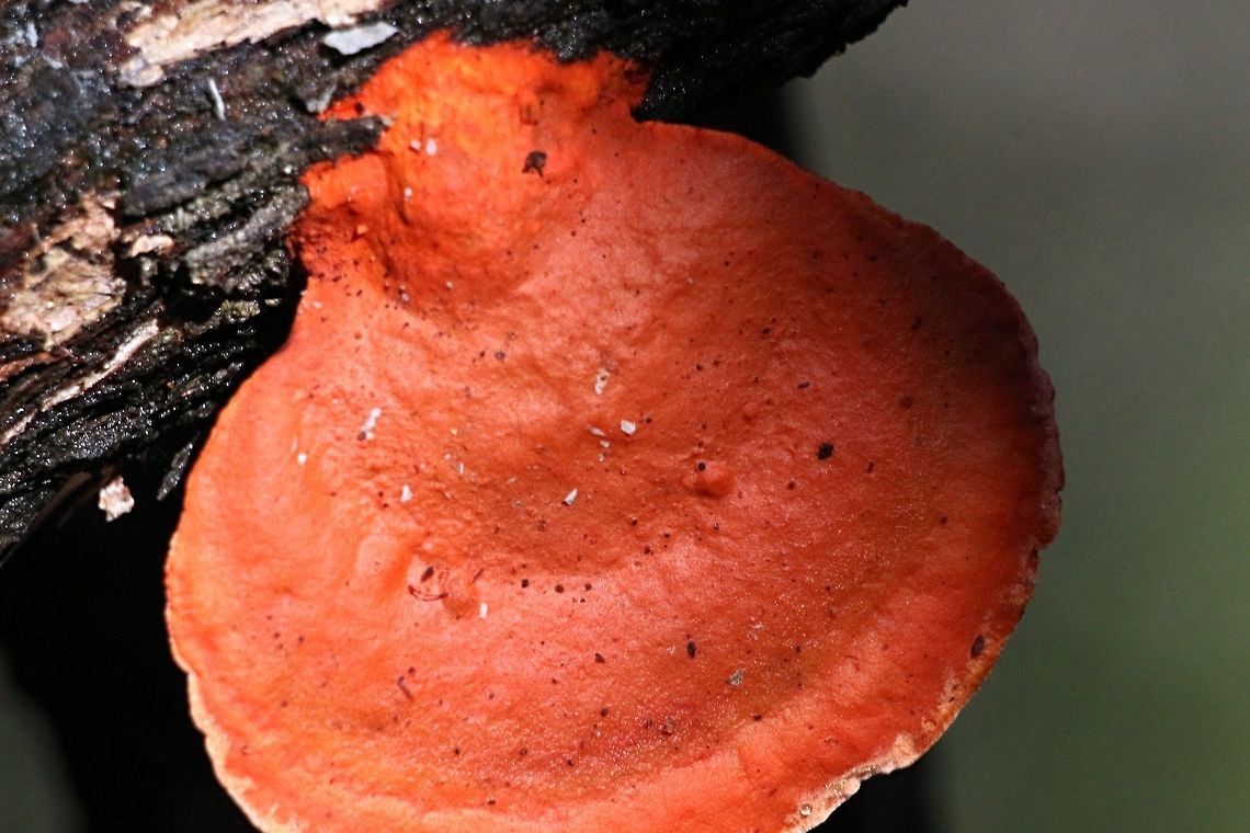 Possibly genus Pycnoporus.  Australia,Geotagged,Winter