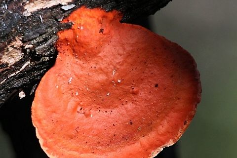 Possibly genus Pycnoporus.  Australia,Geotagged,Winter