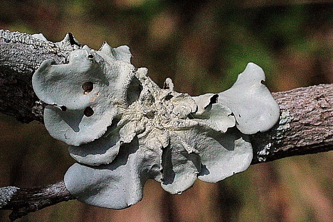 Unidentified folious lichen  Australia,Geotagged