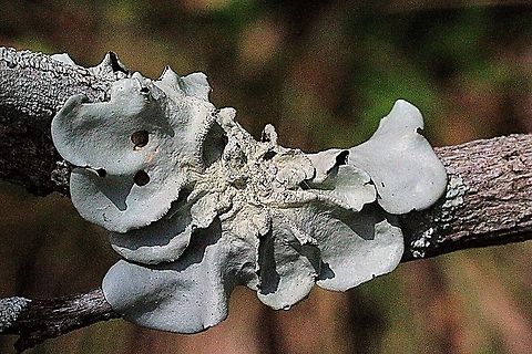 Unidentified folious lichen  Australia,Geotagged
