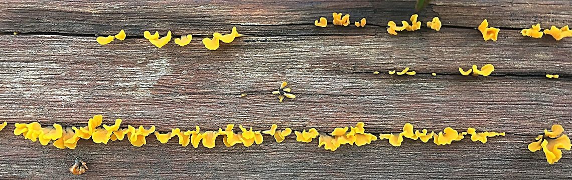 Dacryopinax spathularia Found growing out of cracks in a post and rail fence after a rainy night. Australia,Dacryopinax spathularia,Fan-Shaped Jelly Fungus,Geotagged,Summer