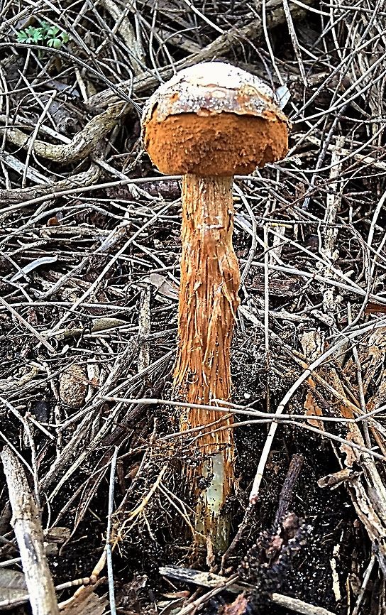 Battarrea phalloides . Unusual fungi very slender , this one approx 12 to 15 cm high with a smallish puffball on top.  Australia,Battarrea phalloides,Eamw fungi,Geotagged,Langwarrin Vic,Spring