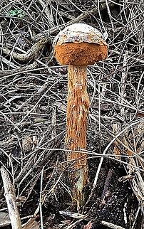 Battarrea phalloides