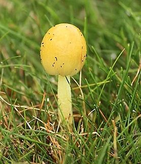 Bolbitius tiubans.  Australia,Bolbitius titubans,Geotagged