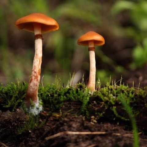 Pholiotina rugosa Sometimes listed as Conocybe filaris Pholiotina rugosa