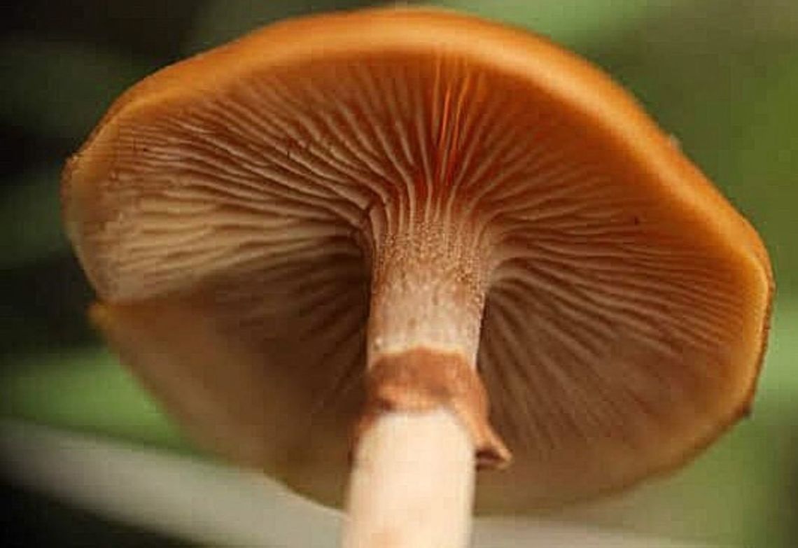 Pholiotina rugosa Close up of gills. Sometimes listed as Conocybe filaris. Australia,Geotagged,Pholiotina rugosa