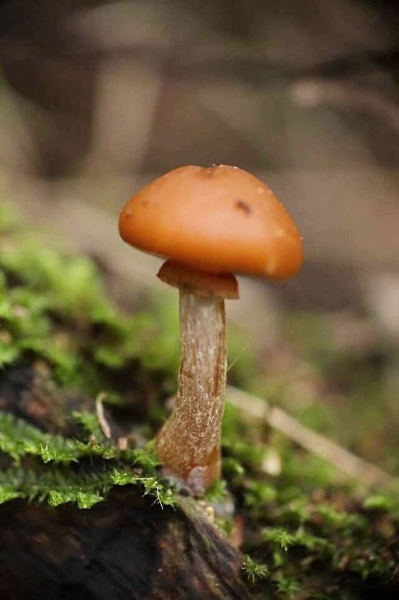 Pholiotina rugosa A bit confusing as it is also sometimes listed as Conocybe filaris. Australia,Geotagged,Pholiotina rugosa