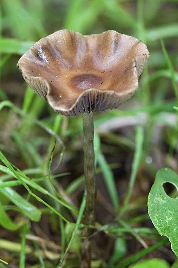 Cortinarius abnormis  Australia,Cortinarius abnormis,Geotagged