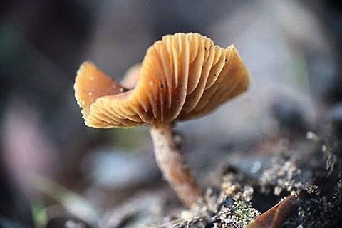 Cortinarius abnormis.  Australia,Cortinarius abnormis,Geotagged