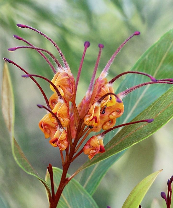 Byfield Spider Flower - Grevillea venusta Many of the grevilleas have been cultivated  and are sold in plant nurseries and I would not be surprised if this is a cultivar as it was planted in a public garden area.<br />
                                   &lsquo;.                <br />
The image already on the website is definitely not G. venusta . Australia,Byfield Spider Flower,Geotagged,Grevillea venusta
