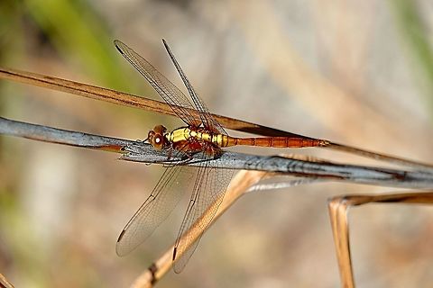 Fiery Skimmer female - Orthetrum villosovittatum Did not find a male this time. The female was much of the time just resting near a small water bog in a coastal swampland . Orthetrum villosovittatum