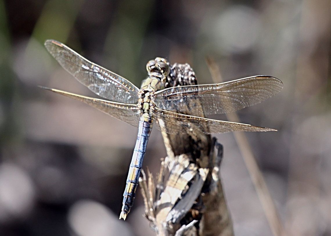 Blue Skimmer male - Orthetrum caledonicum Flying up and down over his elongated swamp pond.  Australia,Blue skimmer,Eamw dragonflies,Geotagged,NSW Tea Gardens,Orthetrum caledonicum,Summer