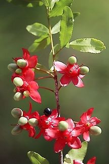 Ochna serrulata. Beautiful but not wanted in Australia. Australia,Geotagged,Ochna serrulata,Spring