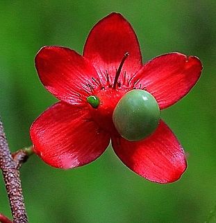 Ochna serrulata . Introduced to Australia from South Afrika and it is classed in Australia as an invasive species . Closed up of flower and developing seed/berry. Australia,Geotagged,Ochna serrulata