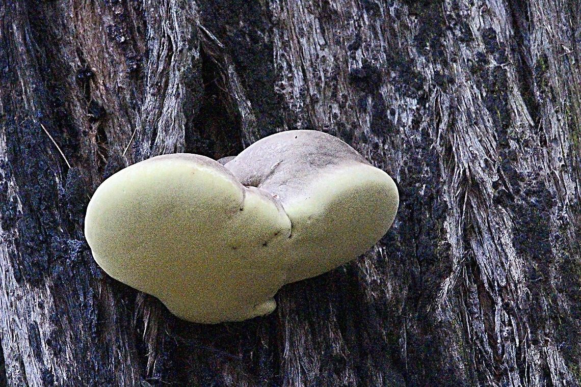 Laetiporus portentosis  Australia,Fall,Geotagged,Laetiporus portentosis,Laetiporus portentosus