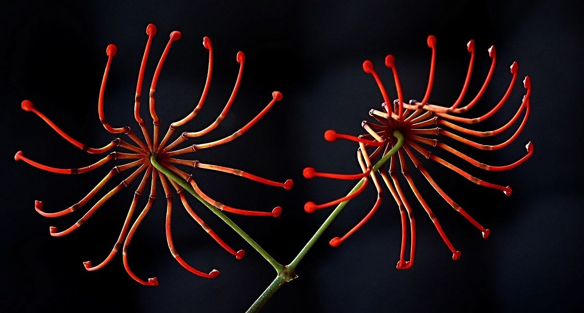 Firewheel tree flowers - Stenocarpus sinuatus The flowers are arranged into an umbel or wheel shape which gives them an impressive look. <br />
The local parrots love them as there seems to be an abundance of nectar to be had. Australia,Firewheel tree,Geotagged,Stenocarpus sinuatus,Summer