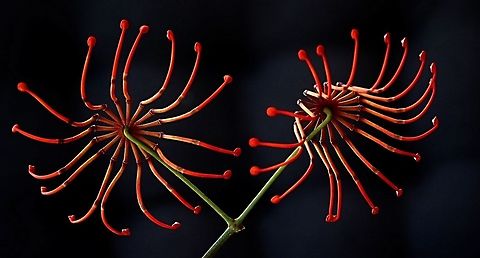 Firewheel tree flowers - Stenocarpus sinuatus The flowers are arranged into an umbel or wheel shape which gives them an impressive look. 
The local parrots love them as there seems to be an abundance of nectar to be had. Australia,Firewheel tree,Geotagged,Stenocarpus sinuatus,Summer