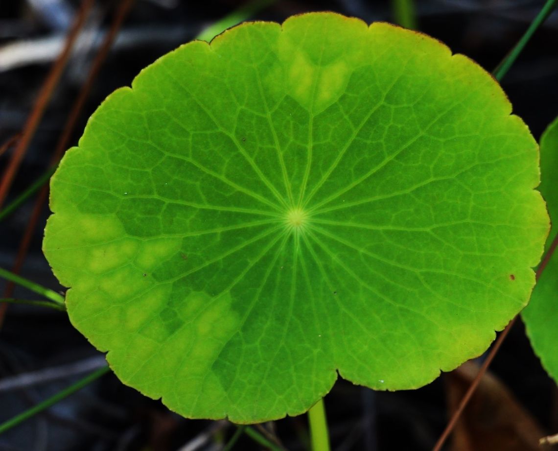 Shield pennywort - Hydrocotyle verticillata Shield pennywort had been introduced to Australia as an aquarium plant and for the general plant nursery trade. It has managed like so many other introduced plant species to Australia to escape into the environment and has been declared a pest species in some areas of Australia. Australia,Geotagged,Hydrocotyle verticillata,Summer,verticillata