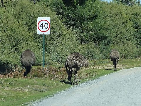 Emu - Dromaius novaehollandiae Emus feeding a long a national park road , which is a very common sight. 
Emus play an important roll as seed dispensers within the environment. See next photo Australia,Dromaius novaehollandiae,Emu,Geotagged,Winter