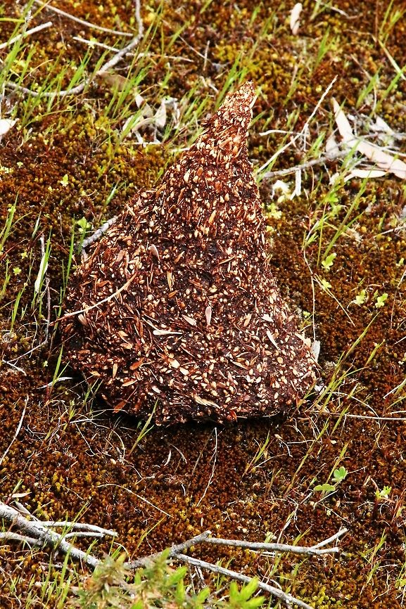 Emu feces fully loaded with grass seeds which will germinate after rain.  Australia,Geotagged,Spring