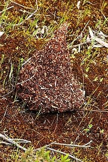 Emu feces fully loaded with grass seeds which will germinate after rain.  Australia,Geotagged,Spring