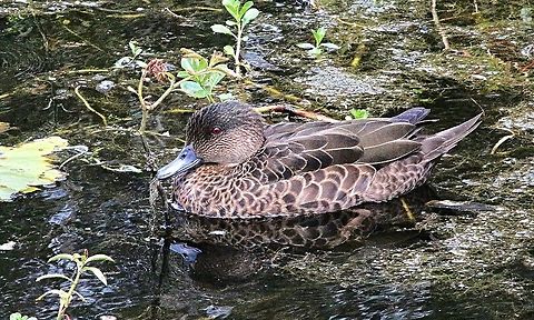 Female chestnut teal - Anas castanea.  Anas castanea,Australia,Chestnut teal,Geotagged,Summer
