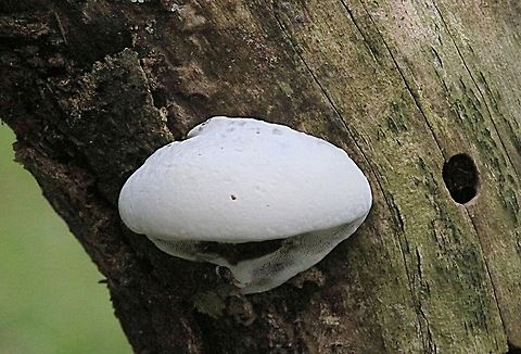 A fungi in family Polyporaceae Growing on a pice of decaying wood. Australia,Geotagged,Spring