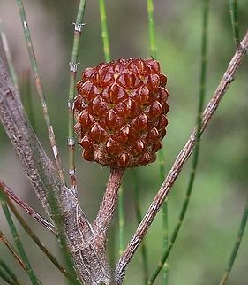 Unripe seed pod of Drooping sheoak - Allocasuarina verticillata  Allocasuarina verticillata,Australia,Geotagged,Spring