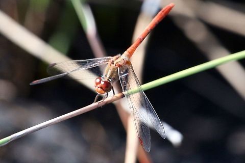 Wandering Percher - Diplacodes bipungtata A small dragonfly only around 35 mm long . This is a juvenile male . Australia,Diplacodes bipunctata,Eamw dragonflies,Geotagged,Summer,Wandering Percher