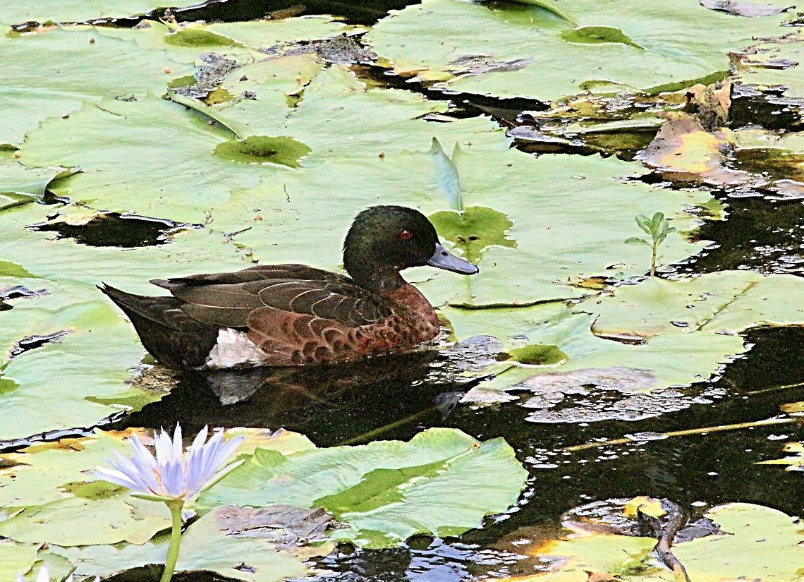 Male chestnut teal - Anas castanea  Anas castanea,Australia,Chestnut teal,Geotagged,Summer