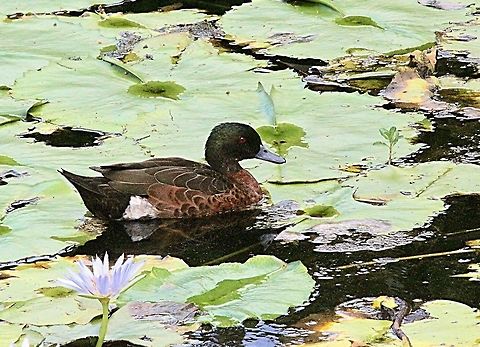 Male chestnut teal - Anas castanea  Anas castanea,Australia,Chestnut teal,Geotagged,Summer
