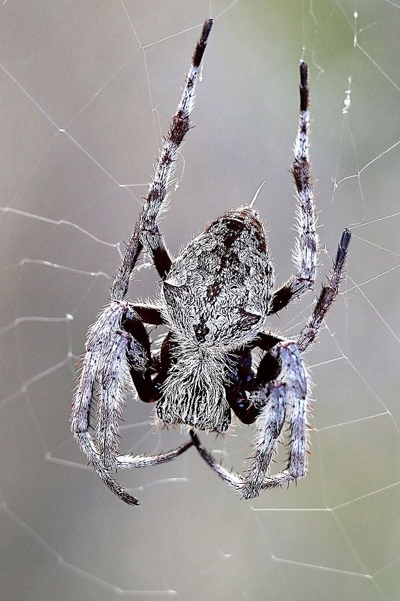 Australia garden orb weave - Eriophora Trans marina. Very common but alwise nice o age a shot of them.  This one was living in a swamp habitat .<br />
 Australia,Australian garden orb weaver spider,Eamw spiders,Eamw spiders Orbweavers,Eriophora transmarina,Geotagged,Summer