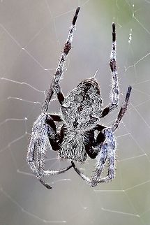 Australia garden orb weave - Eriophora Trans marina. Very common but alwise nice o age a shot of them.  This one was living in a swamp habitat .
 Australia,Australian garden orb weaver spider,Eamw spiders,Eamw spiders Orbweavers,Eriophora transmarina,Geotagged,Summer