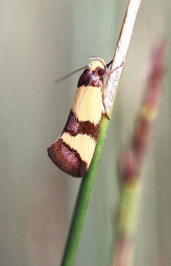 Purple- banded Concealer Moth - Chrysonoma fascialis Very small diurnal moth of about 10- 12 mm . Australia,Chrysonoma,Chrysonoma fascialis,Eamw moth,Geotagged,Summer