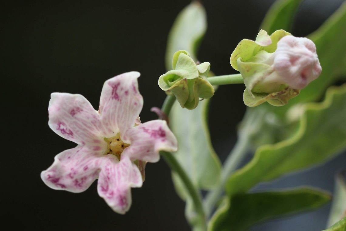 False choke - Araujia sericifera The false choke plant was introduced to Australia most likely in the late 1800 th and has established itself as a invasive pest species.<br />
Apparently the Monarch butterfly caterpillars will readily eat this plant if given to them but the adult butterfly will not deposit eggs on it.<br />
 Araujia sericifera,Australia,Geotagged,Spring