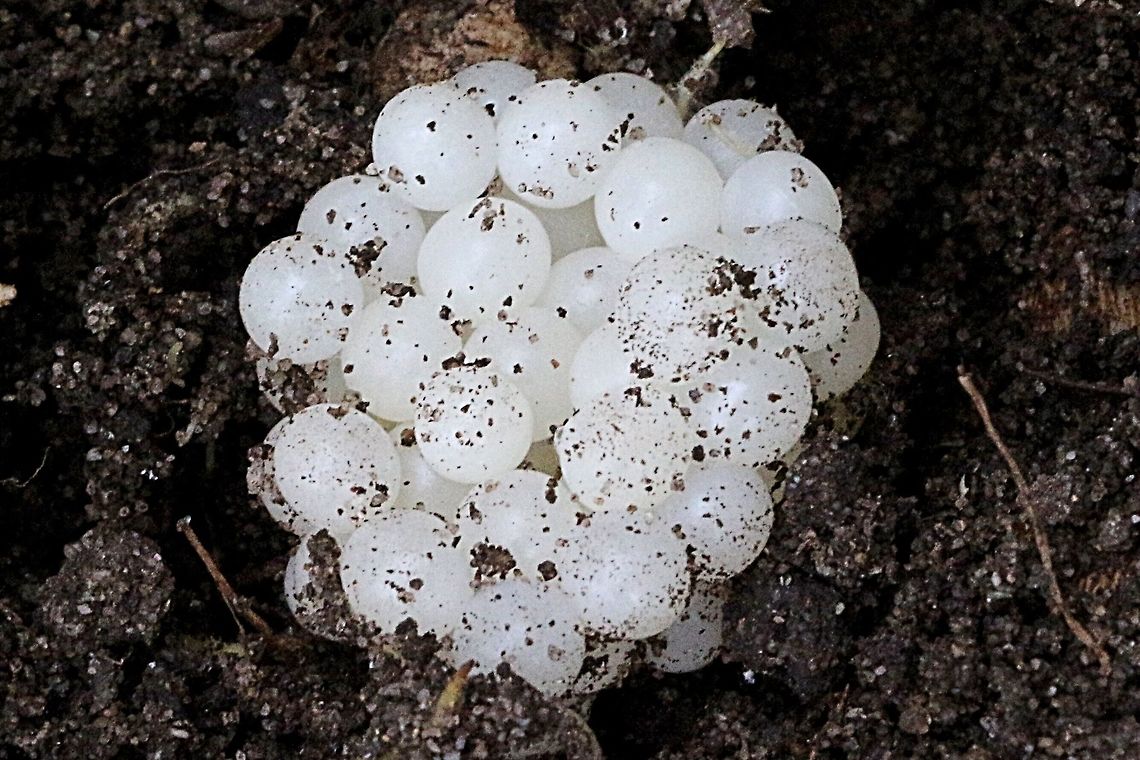 Eggs of the common garden snail - Cornu aspersum The eggs were deposited in moist soil under a flower pot. Australia,Cornu aspersum,Geotagged,Summer