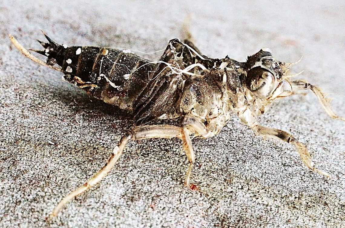 Dragonfly larval case after emergence of adult left attached to a tree. There are filaments sticking out of the case and I wondered if the filaments could be fungus related. Australia,Geotagged,Summer