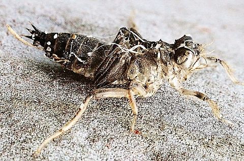 Dragonfly larval case after emergence of adult left attached to a tree. There are filaments sticking out of the case and I wondered if the filaments could be fungus related. Australia,Geotagged,Summer