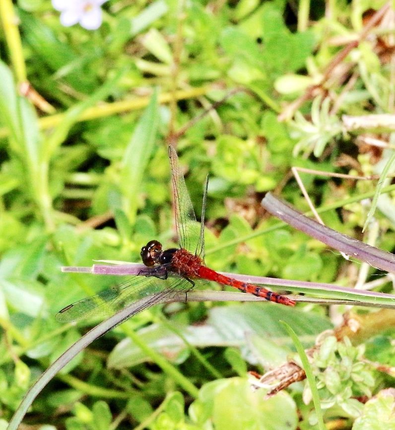 Black-faced percher - Diplacodes melanopsis The male of the species. Australia,Blackfaced Percher,Diplacodes melanopsis,Geotagged,Summer Eamw dragonflies