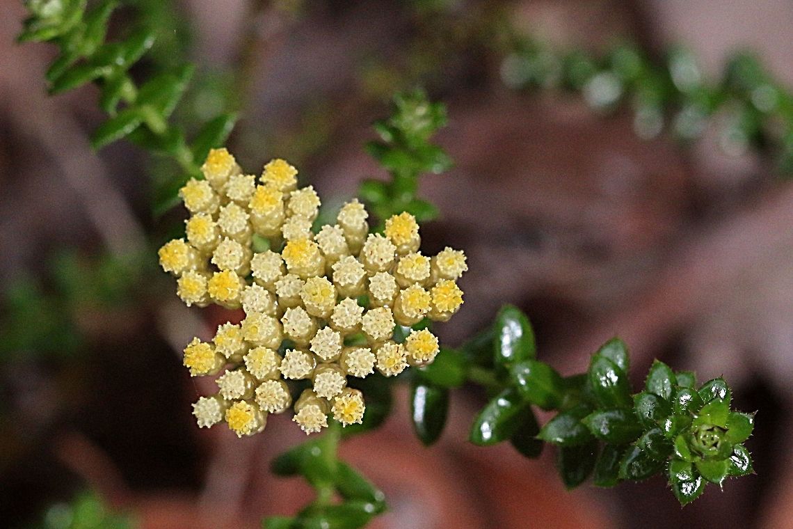 Stiff cassinia - Cassinia denticulata  Australia,Geotagged,Spring,Stiff cassinia,denticulata