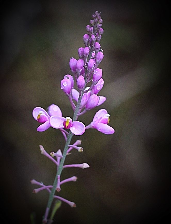 Pyramid flower - Comesperma ericinum  Australia,Comesterma ericinum,Geotagged,Spring,ericinum