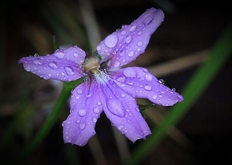 Purple fan flower - Scaevola ramosissima Photo taken after a rain shower. Australia,Geotagged,Purple fan-flower,Scaevola ramosissima,Spring,ramosissima