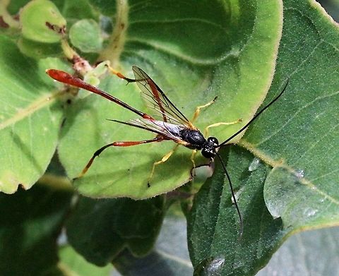 Two-toned caterpillar parasite